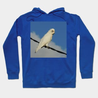 Corella ESP Hoodie